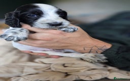 Cocker Spaniel dogs for sale: Rare colour puppies 🐶  - Image 6