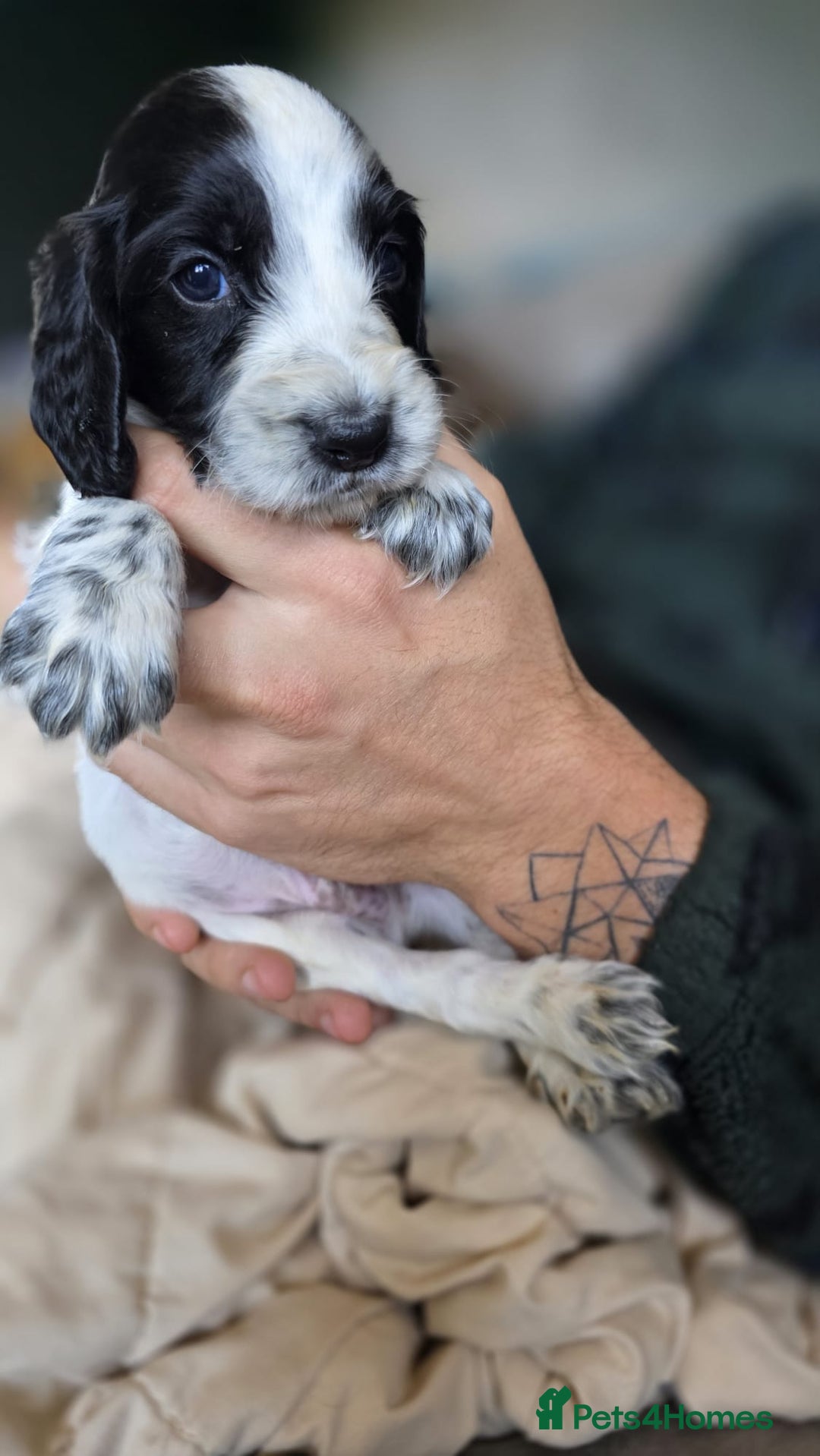 Cocker Spaniel dogs for sale: Rare colour puppies 🐶  - Image 6