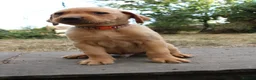Labrador Retriever dogs for sale: Fox Red KC Labrador Puppies - Advert 5