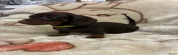 Miniature Dachshund dogs for sale: Gorgeous miniature dachshund  - Advert 5