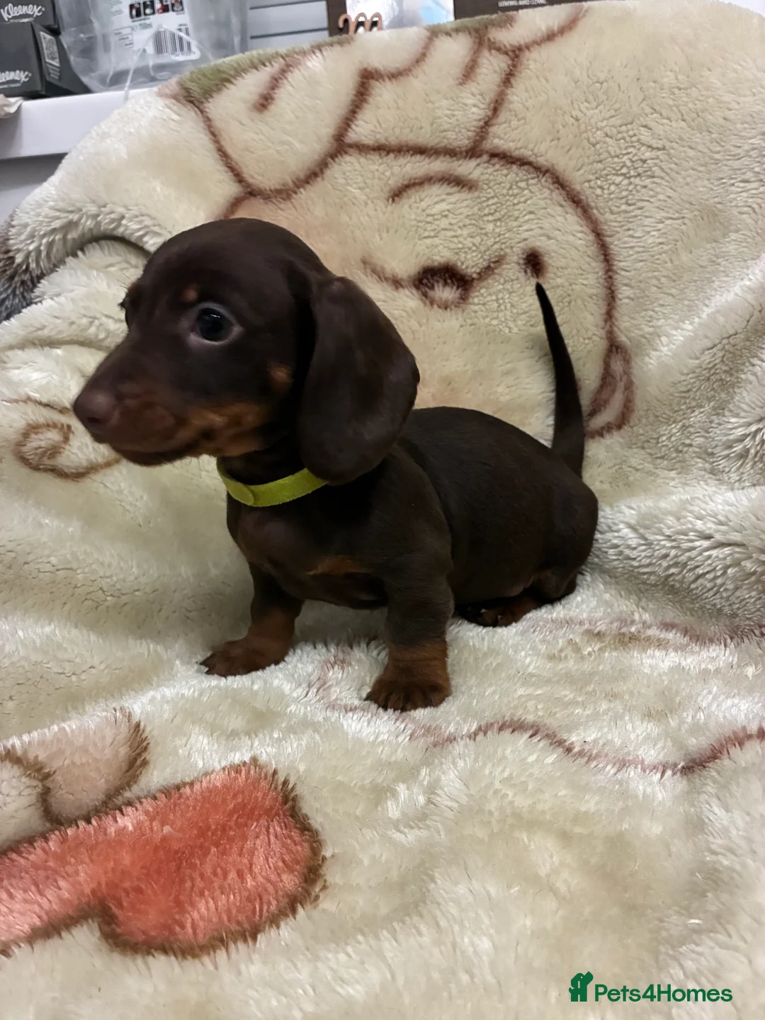 Miniature Dachshund dogs for sale: Gorgeous miniature dachshund  - Advert 5