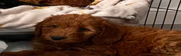 Cockapoo dogs for sale: STUNNING HEALTH CLEAR COCKAPOO PUPPIES  - Advert 7