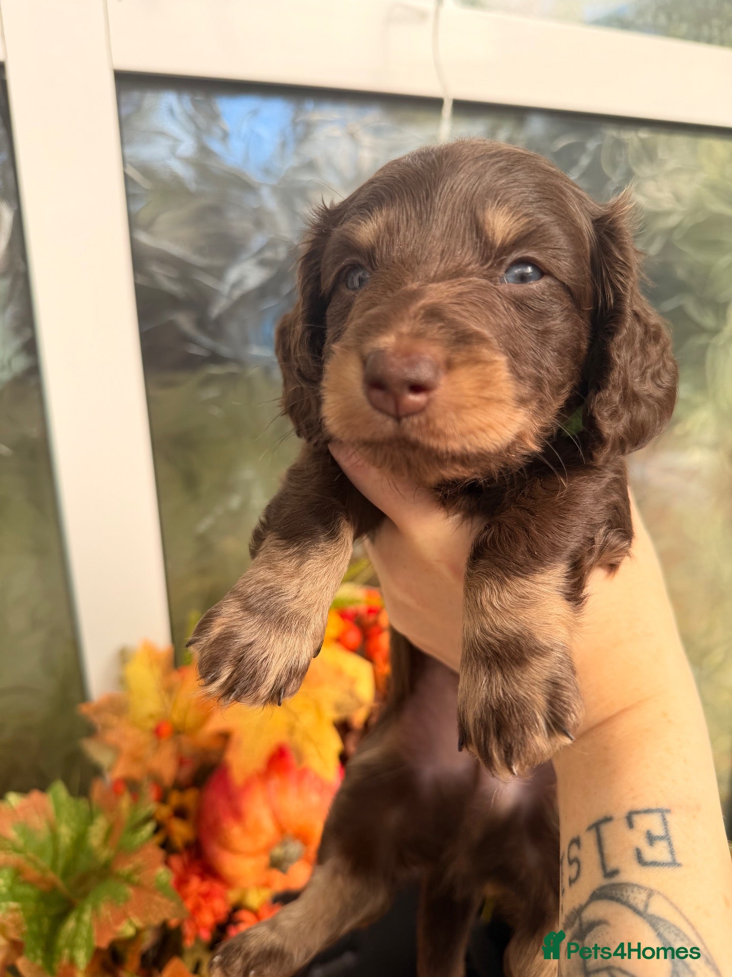 Miniature Dachshund dogs Long hair miniature daschund LAST BOY - Advert 18