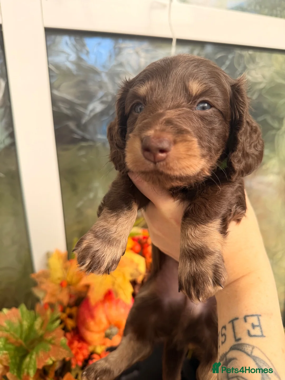 Miniature Dachshund dogs for sale:  LAST BOY!  miniature daschund - Advert 2