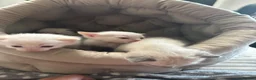 Ragamese cats for sale: Ragamese kittens for sale  in West Calder - Advert 5