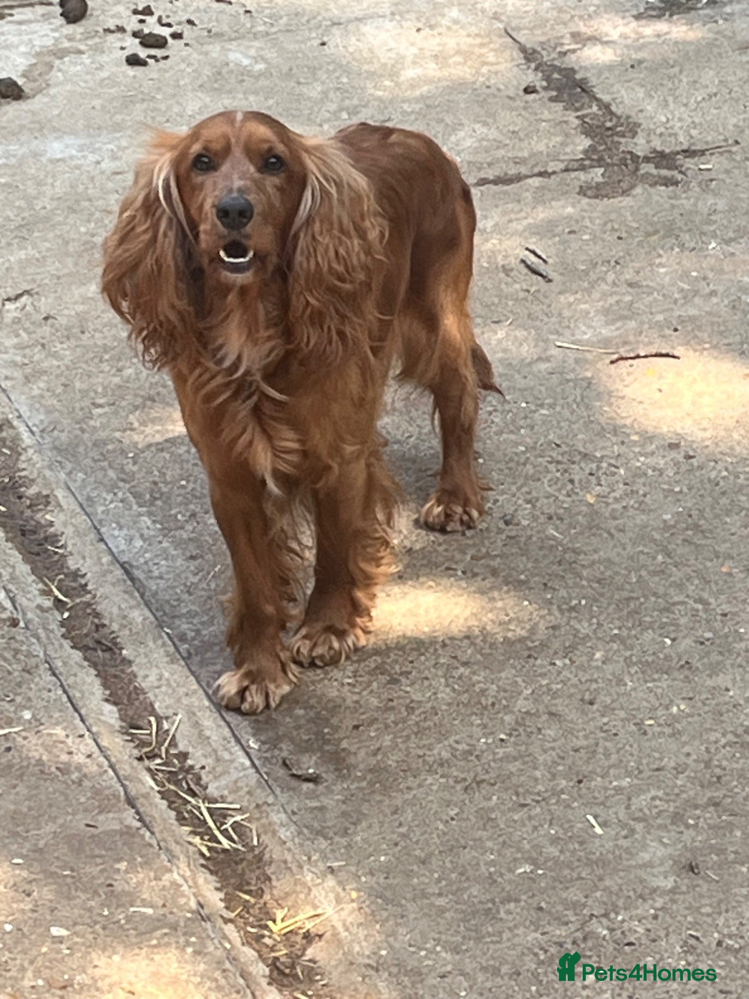 Cocker Spaniel dogs Stunning KC, Health Tested Entire Male - Advert 1