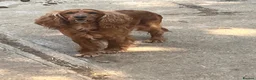 Cocker Spaniel dogs for sale: Stunning KC, Health Tested Entire Male - Advert 1