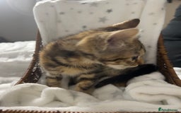 Bengal cats for sale: Bengal kittens ready now - Image 10