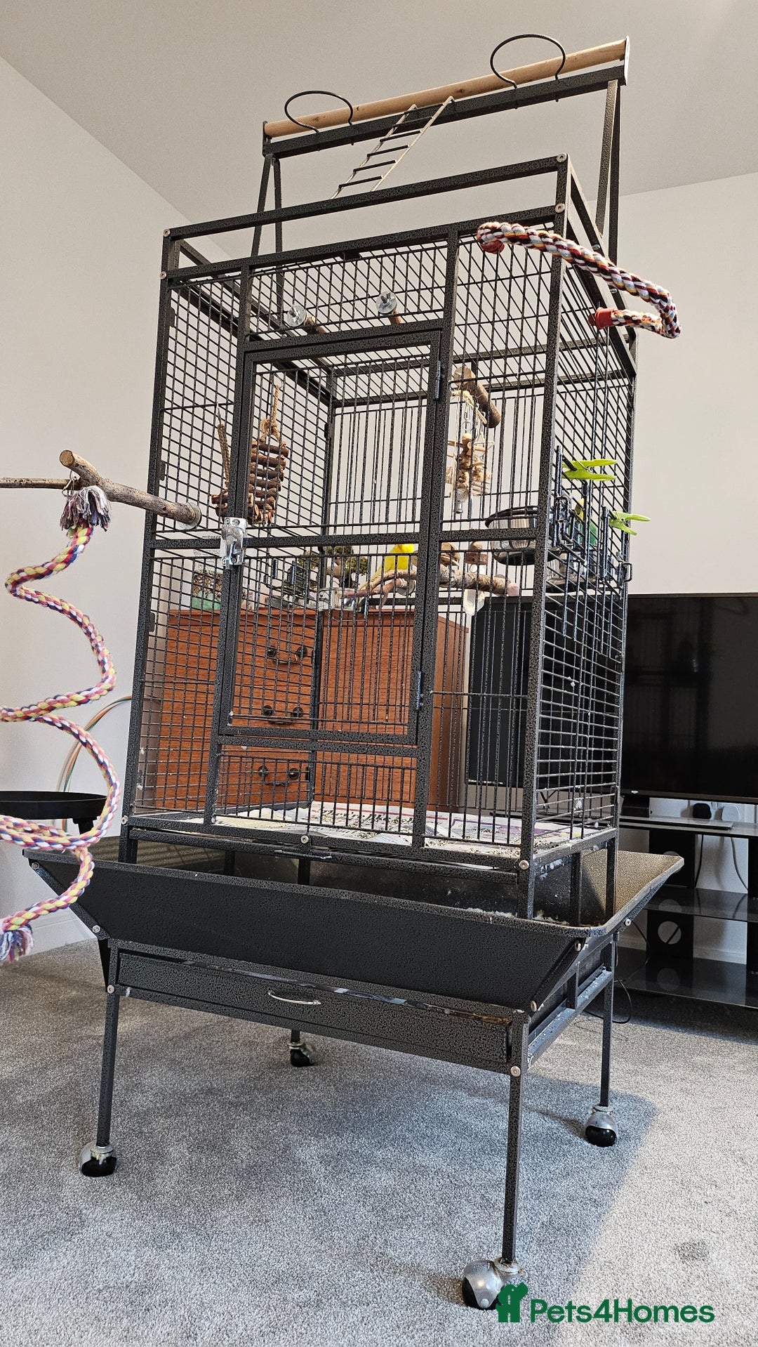 Budgerigars birds for sale: 2 budgies 1 male 1 female and cage - Advert 3