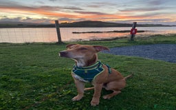 Mixed Breed dogs for sale: Gorgeous 1yr old male Cross - Advert 7