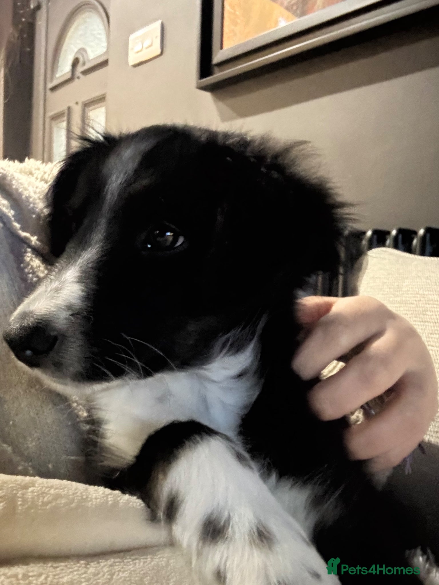 Bordoodle dogs  One girl left Ready Bordoodle / border collie  - Advert 2