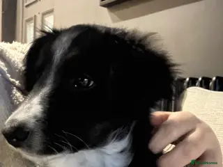 Bordoodle dogs One girl left Ready Bordoodle / border collie - Advert 18