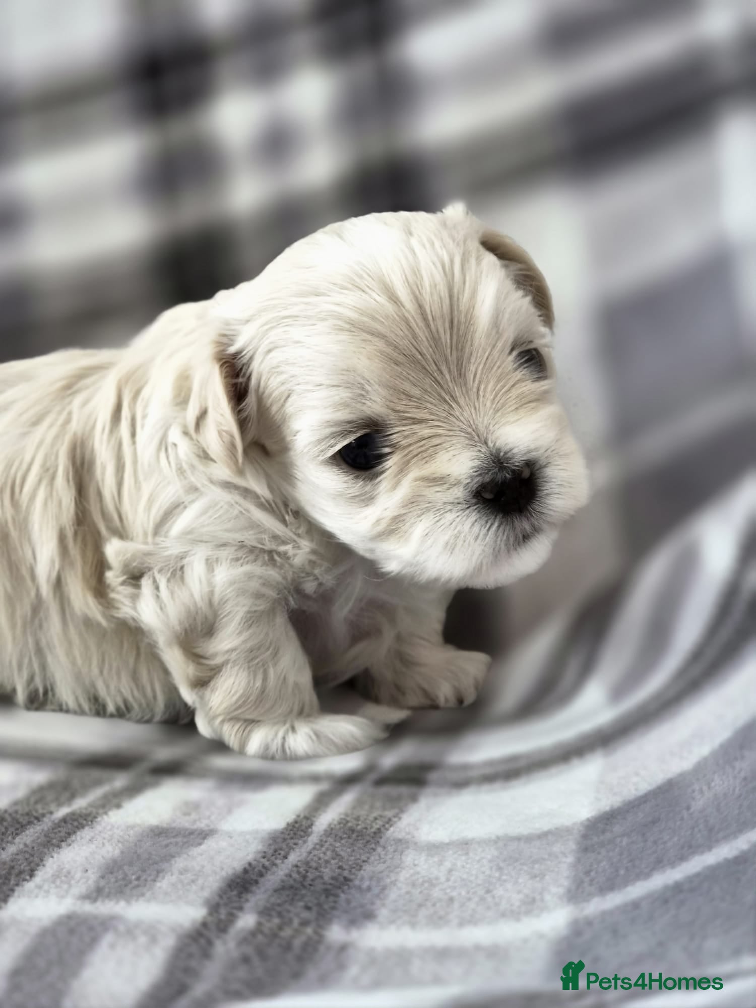 Maltipoo dogs ⭐️TINY KOREAN MALTIPOO PUPPIES⭐️ - Advert 1