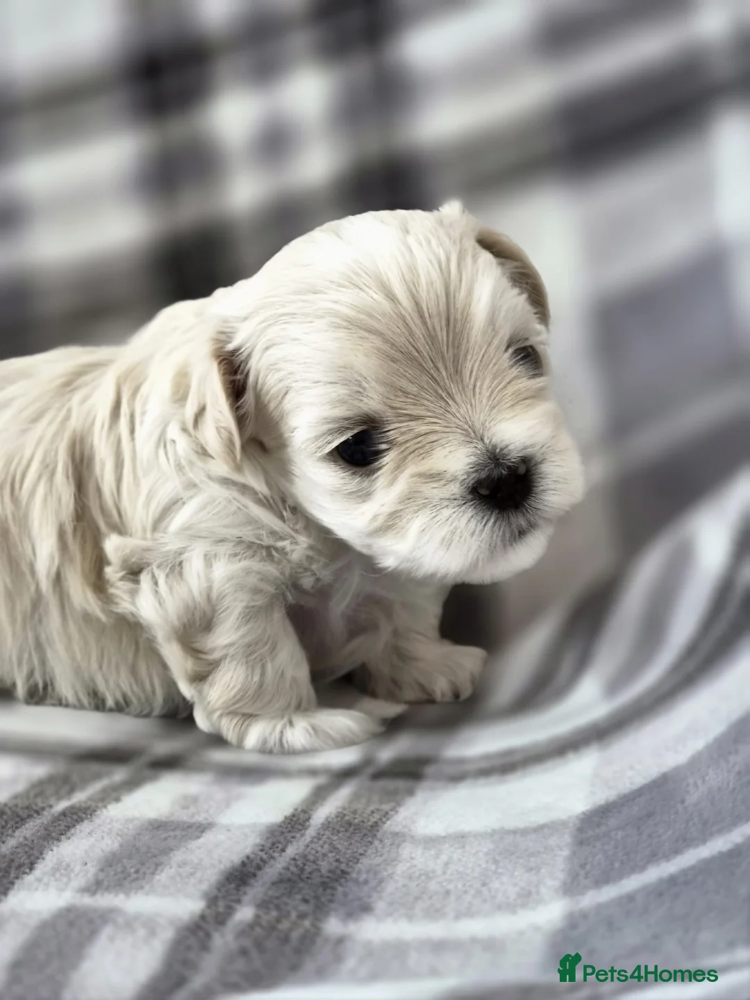 Maltipoo dogs for sale: ⭐️TINY KOREAN MALTIPOO PUPPIES⭐️ - Advert 1