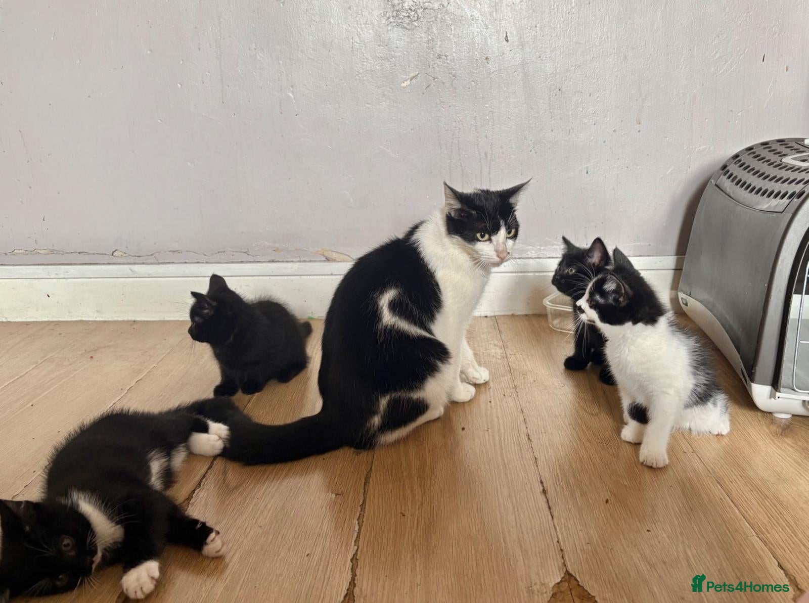 Mixed Breed cats Kittens - Advert 1