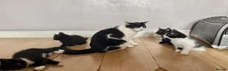Mixed Breed cats for sale: Kittens in Kelty - Advert 1