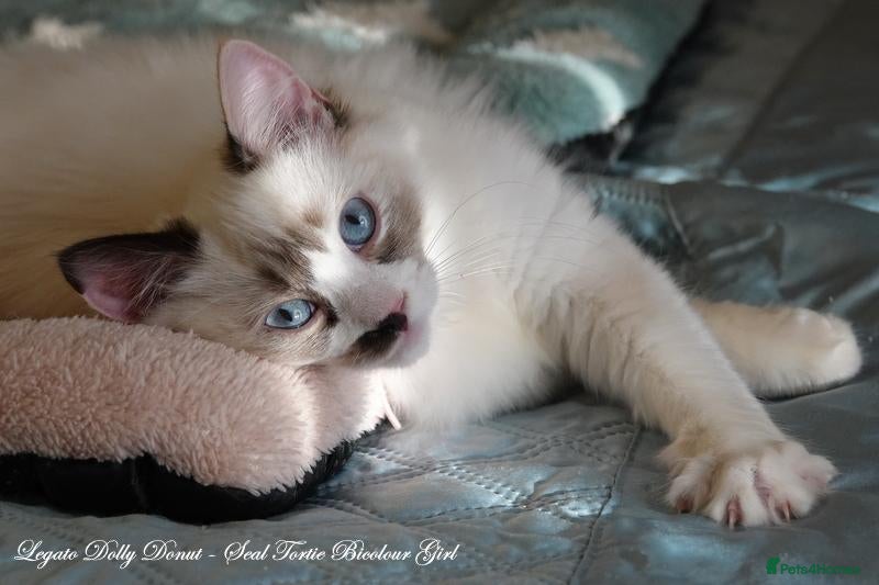 Ragdoll cats for sale: Quality GCCF Reg Ragdoll Kittens Ready Now - Advert 1