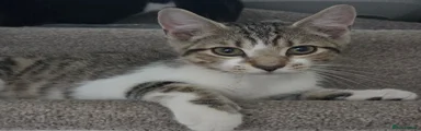 Domestic Shorthair 3