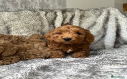 Cockapoo dogs for sale: ⭐️Cockapoo puppies F1b⭐️ - Image 8