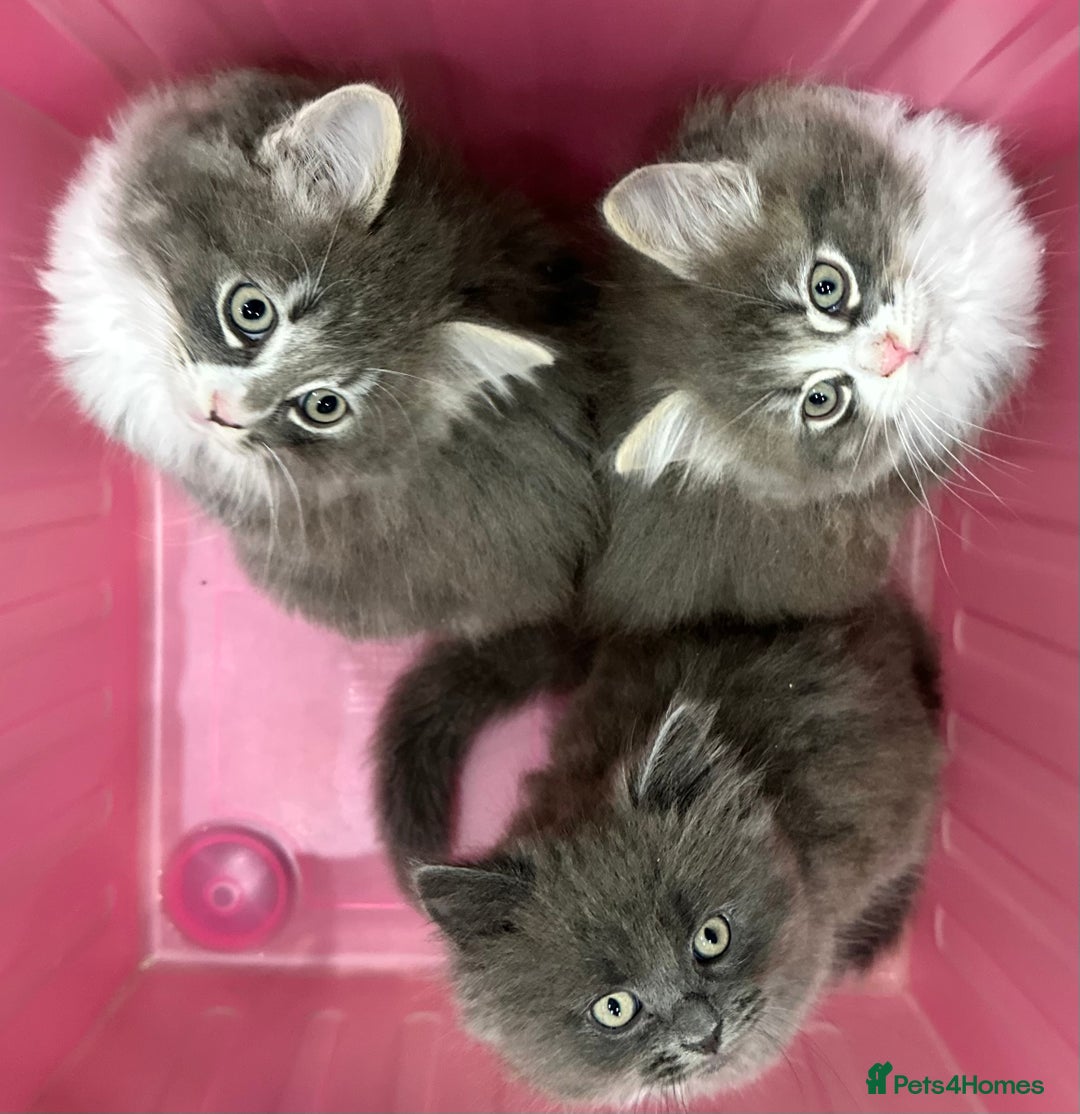 Norwegian Forest Cat cats for sale: 7 Exceptionally beautiful Norwegian Forest kittens - Advert 1
