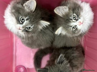 Norwegian Forest Cat cats 7 Exceptionally beautiful Norwegian Forest kittens - Advert 8