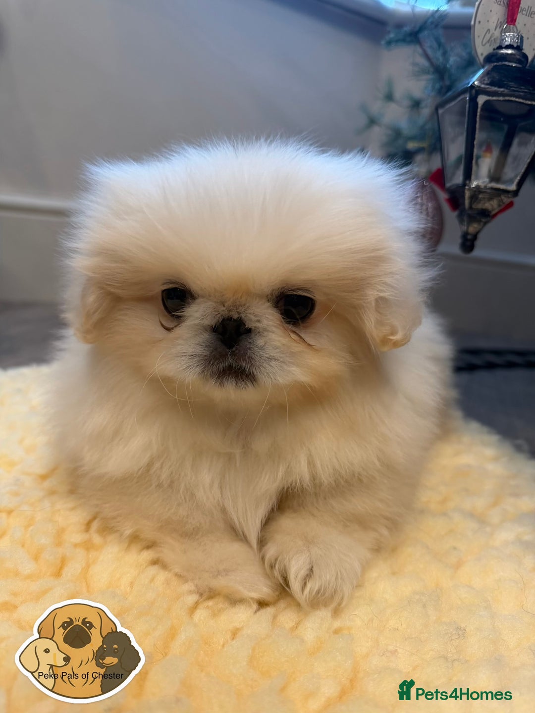 Pekingese dogs for sale: 👑True KC Peke Pups👑 - Advert 5