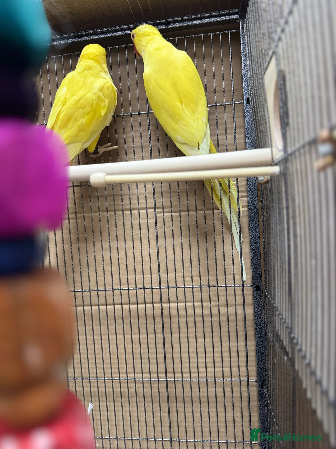 Ringnecks birds for sale: Sheffield  - Advert 4