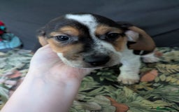 Mixed Breed dogs for sale: 10 week old bassest cocker spaniel cross puppies - Image 4