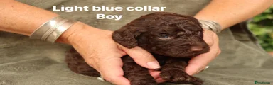 Labradoodle 1