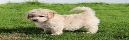 Cavapoochon dogs for sale: Beautiful Cavapoochon puppies for sale - Advert 4