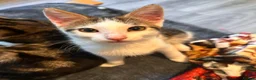 Mixed Breed cats for sale: Adorable kitten  - Advert 5