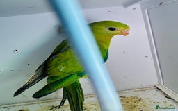 Parakeets birds for sale: Young pair of Barraband parakeet  - Image 8