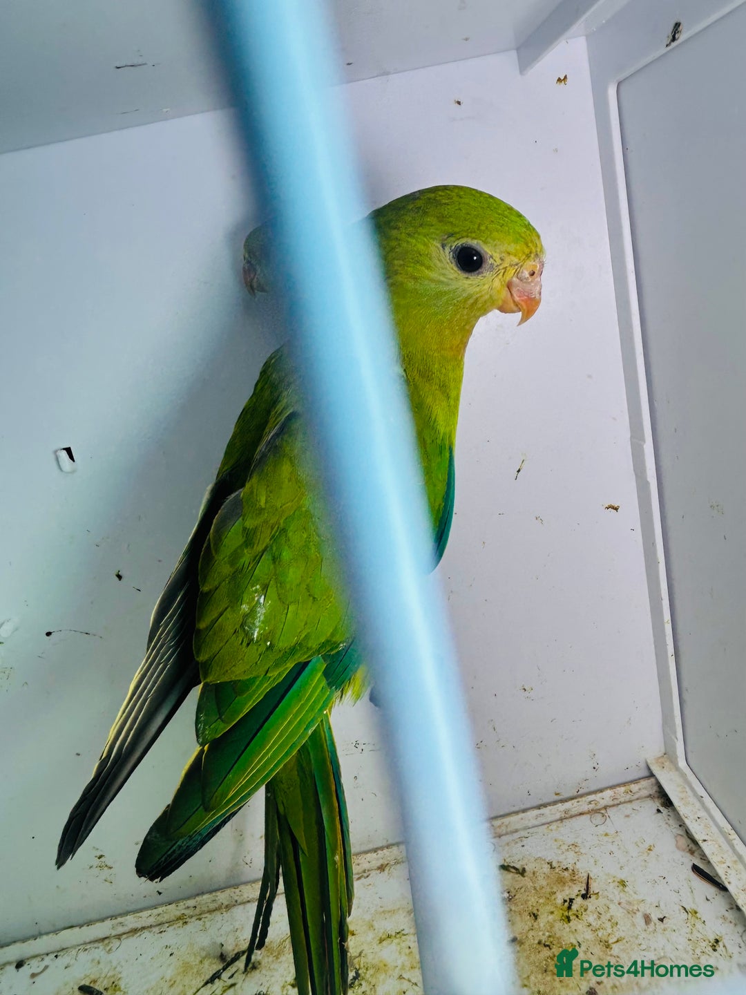 Parakeets birds for sale: Young pair of Barraband parakeet  - Image 8