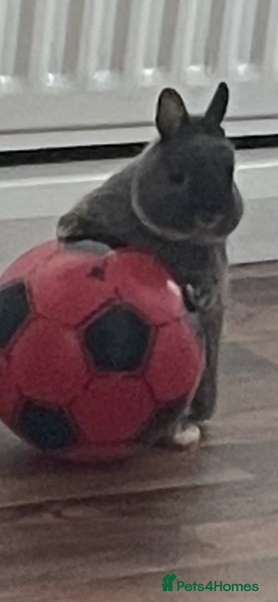 Netherland Dwarf rabbits for sale: Mini dwarf rabbit very friendly  - Advert 4