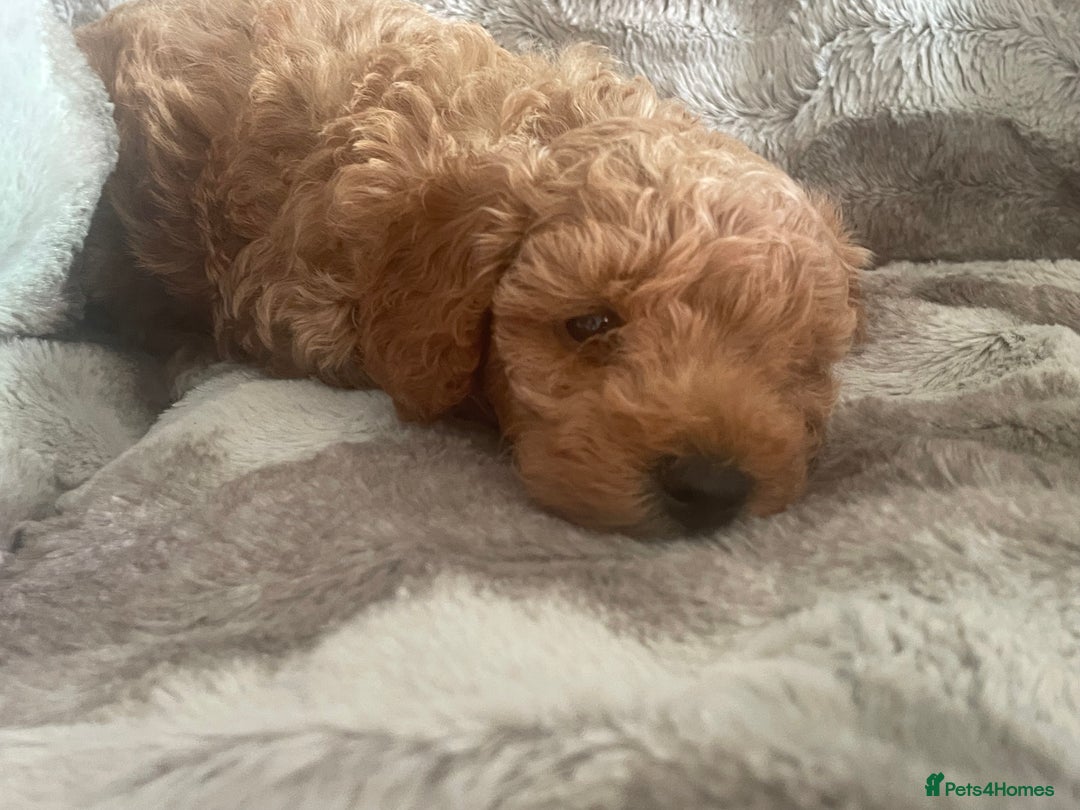 Toy Poodle dogs for sale: Toy poodle puppies  - Advert 34