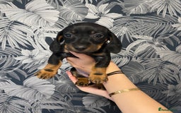 Dachshund dogs for sale: 5 lovely pups for sale  - Image 4