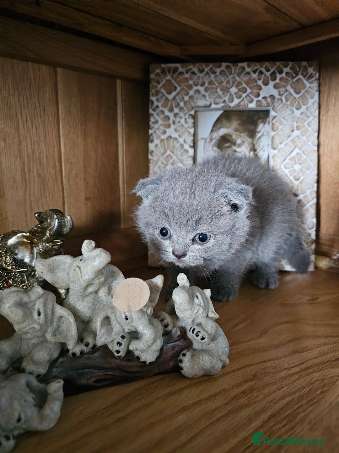 Scottish Fold cats for sale: Scottish fold and straight ears kittens for sale.  - Image 3