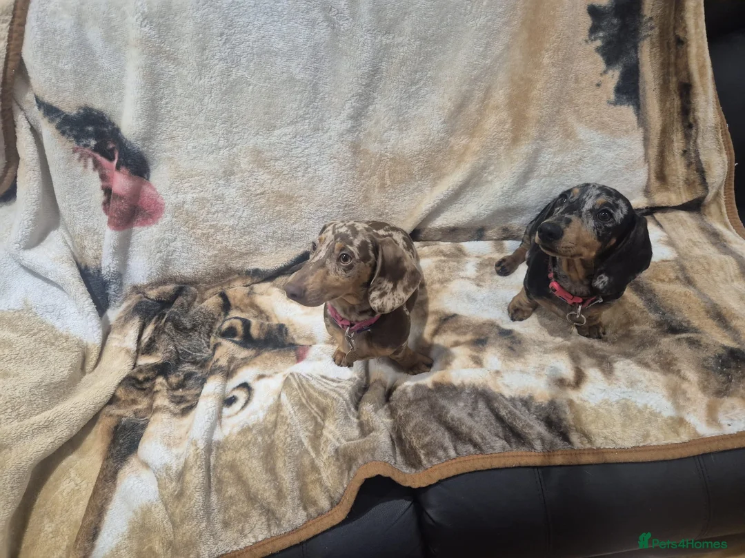 Dachshund dogs for sale: 🐶🐶🐶 2 female Dachshunds 4 months 🐶🐶🐶 - Advert 1