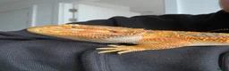 Bearded Dragon reptiles for sale: Male Bearded Dragon  in Warrington - Advert 6