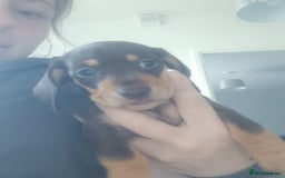 Miniature Dachshund dogs for sale: K.C Beautiful miniature daschunds - Image 13