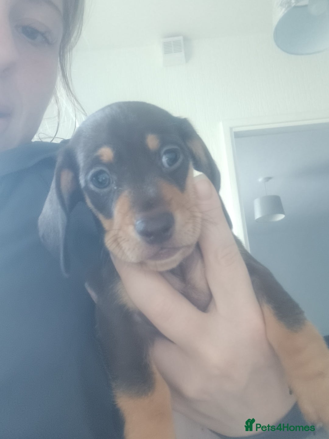 Miniature Dachshund dogs for sale: K.C Beautiful miniature daschunds - Image 13