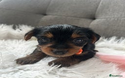 Yorkshire Terrier dogs for sale: Adorable Yorkshire Terrier Puppies✨ - Image 12