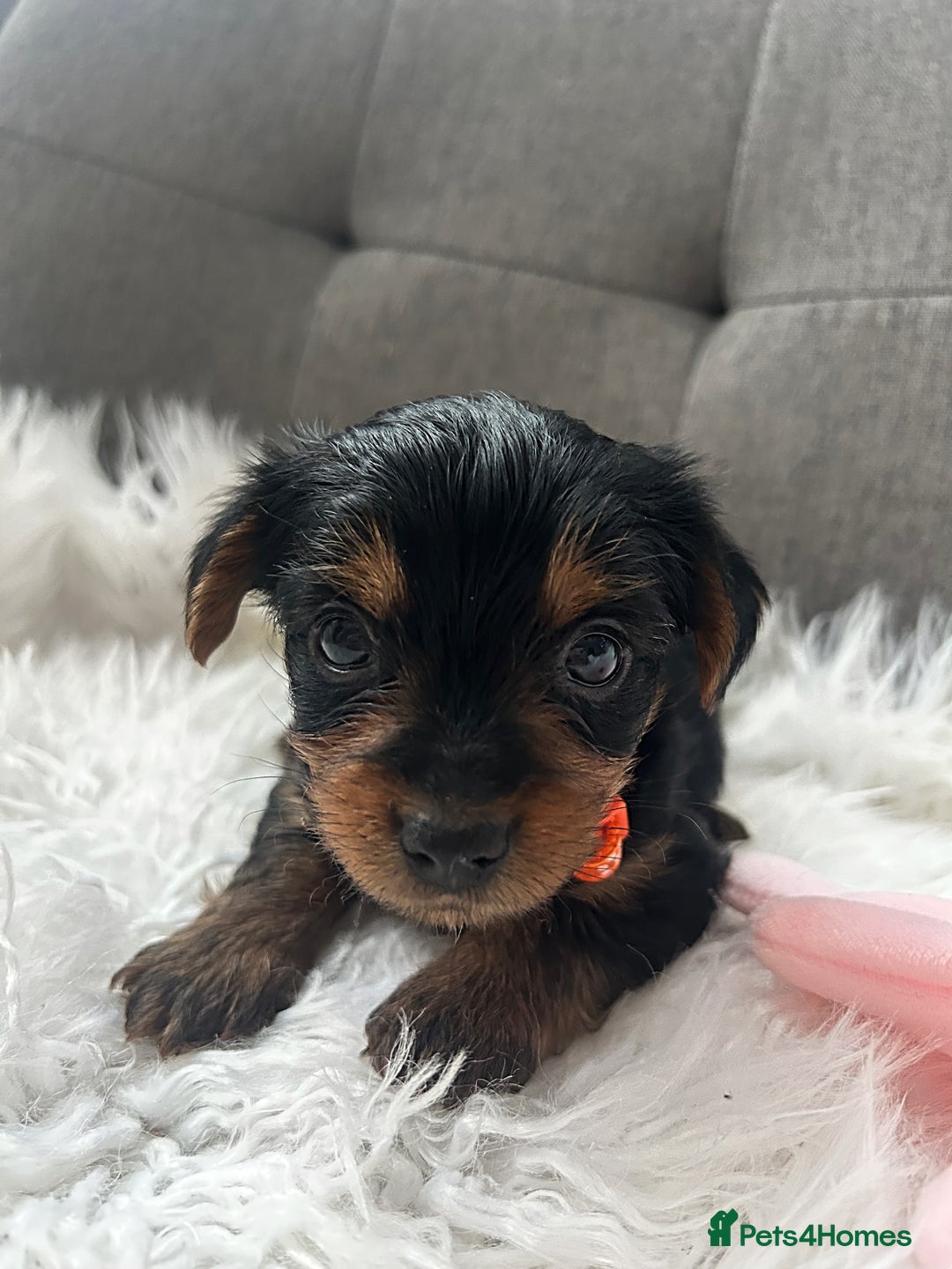 Yorkshire Terrier dogs for sale: Adorable Yorkshire Terrier Puppies✨ - Image 12