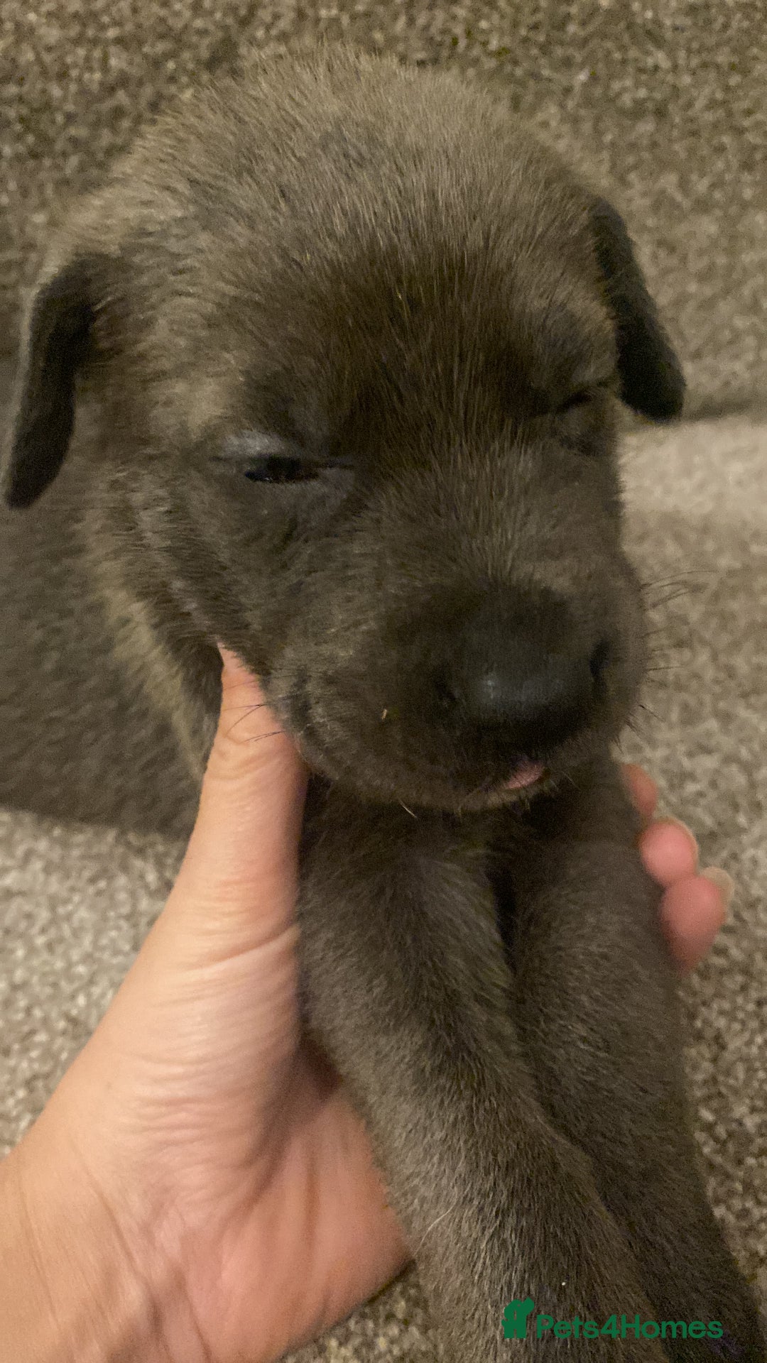 Mixed Breed dogs for sale: GREAT DANE X GERMAN SHEPHERD PUPPIES READY TO GO - Image 7