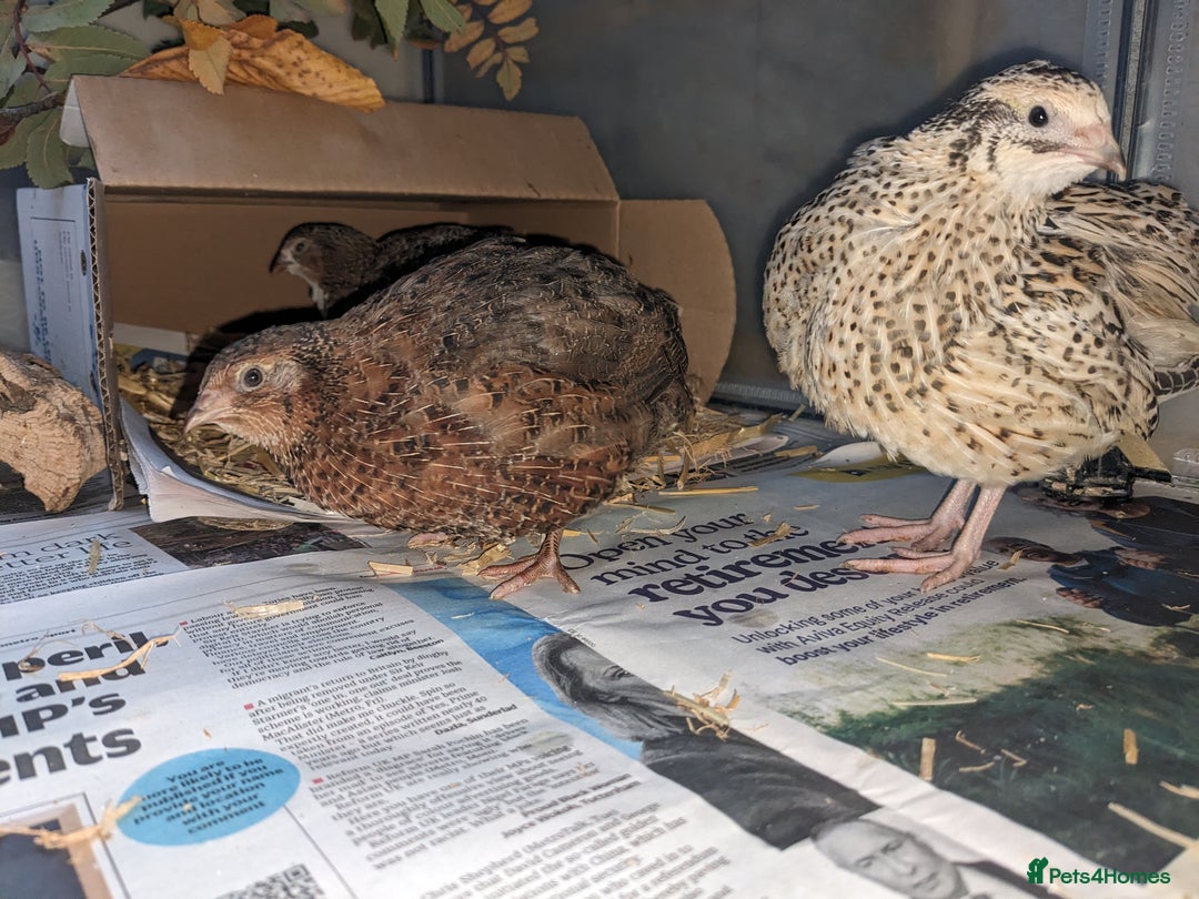Quail poultry for sale: Male Tibetan Contournix Quail  - Advert 5