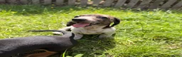 Dachshund dogs for sale: Two beautiful Isabela dachshund b in Rugby - Advert 22