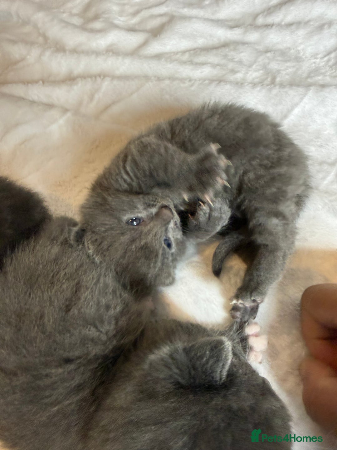 British Shorthair cats for sale: The cutest British Shorthair Grey Kittens  - Advert 5