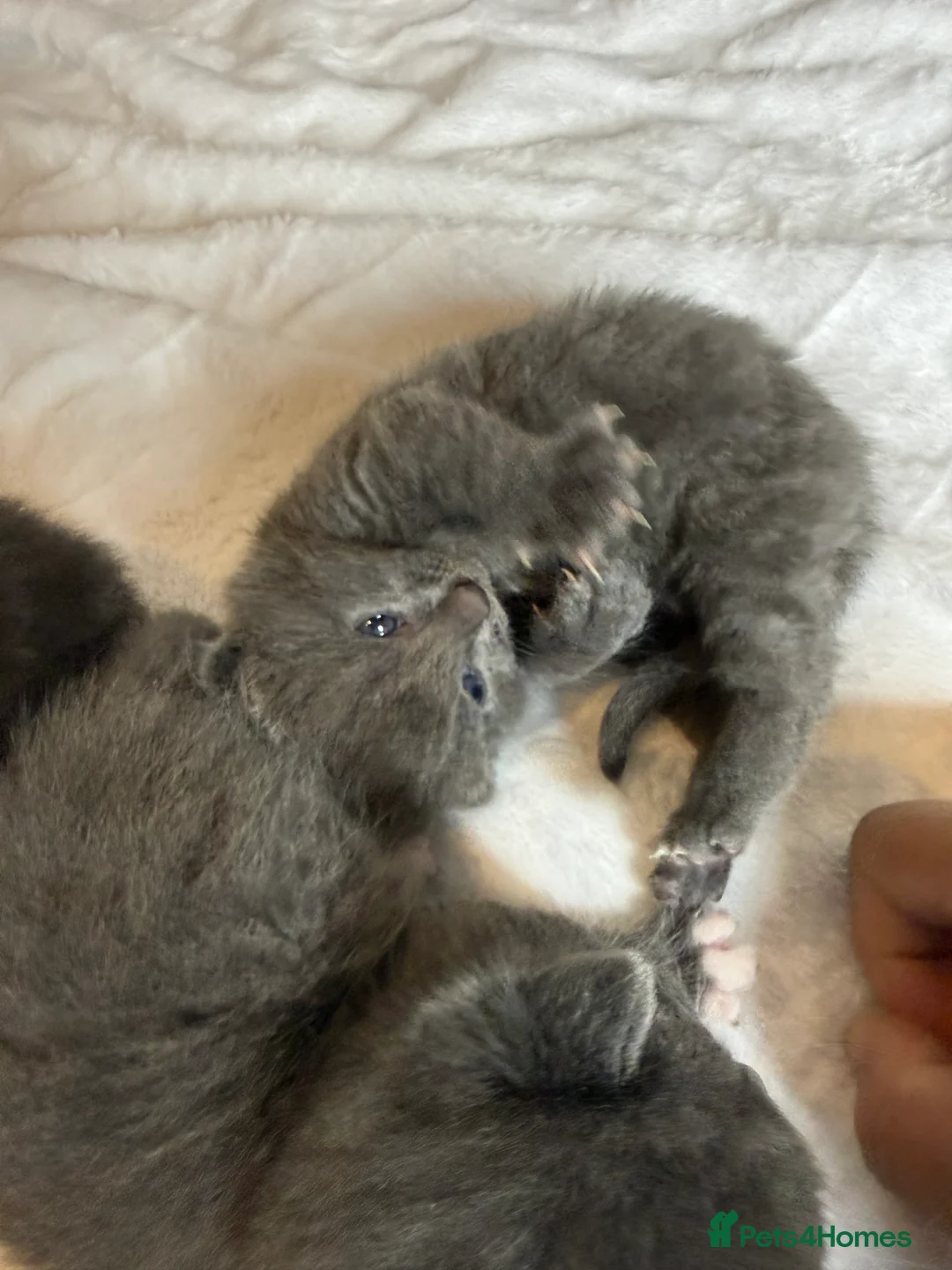British Shorthair cats for sale: Our British Shorthair Grey Kittens  - Advert 5