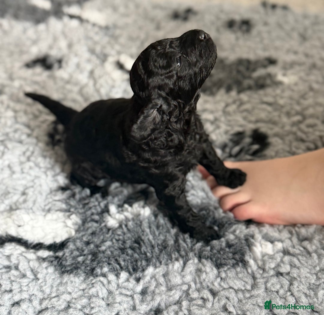 Cockapoo dogs for sale: 🐾 Beautiful F1B Cockapoos –Health Tested Parents  - Image 15