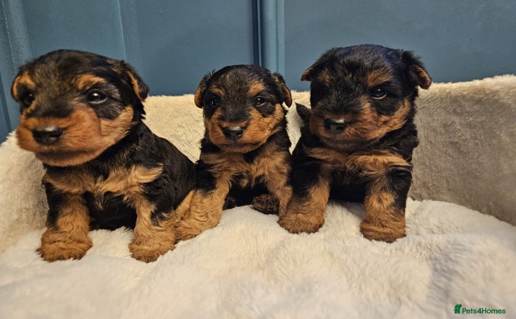 Welsh Terrier dogs - Advert 1